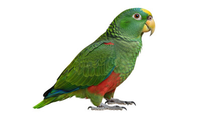 Isolated Yellow-crowned Amazon parrot, vibrant plumage, perched tropical bird species