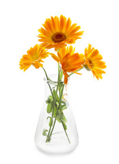 Flowers Calendula in glass laboratory glassware isolated on white background. Symbol of homeopathic preparation. Concept of natural medicine.