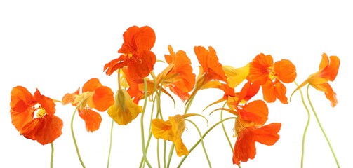 Flowers Nasturtium isolated on white background. Garden flowers Tropaeolum natural home remedies.