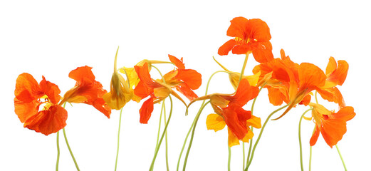 Flowers Nasturtium isolated on white background. Garden flowers Tropaeolum natural home remedies.