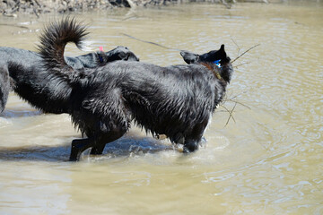 Black dogs playing in pond water closeup.
