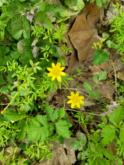 Lesser Celadine Seen From the Bluebell Trail, Three Creeks Metro Park, Columbus, Ohio