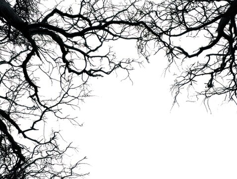 Black and white tree branches silhouette stock photo art
