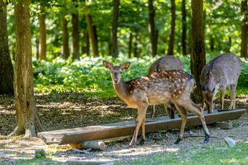 Wild deer in spring green forest among the leaves. Deer walking among green trees in forest park. Wildlife, nature, and seasonal scenery captured in natural habitat. Roe deer animals in the wild