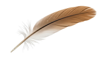 Isolated tan brown feather with white base and textured barbs on a solid neutral backdrop © Cedric