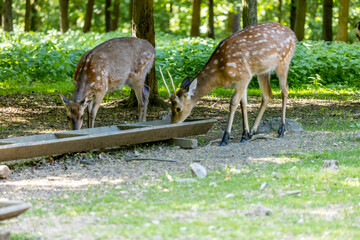 Wild deer in spring green forest among the leaves. Deer walking among green trees in forest park. Wildlife, nature, and seasonal scenery captured in natural habitat. Roe deer animals in the wild