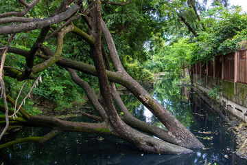 Twisted tree trunks lean over a dark, polluted urban canal, surrounded by lush, overgrown greenery. The scene suggests a neglected yet peaceful environment.