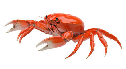 Isolated red crab with claws open in a defensive position, ready to defend itself