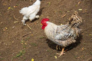 Free-ranging domestic chickens walking across a sunny rural backyard, pecking at the ground and exploring the green grass.