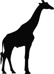 Black silhouette of standing giraffe with long neck and legs, isolated wildlife animal vector illustration for safari, nature, and zoo themes