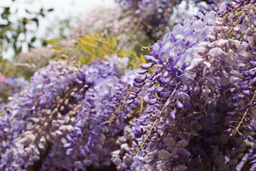 Closeup view of wisteria flowers in full bloom with soft violet and lilac shades. Hanging clusters create a dreamy and romantic feel. Perfect for postcards, wallpaper screen, or seasonal projects