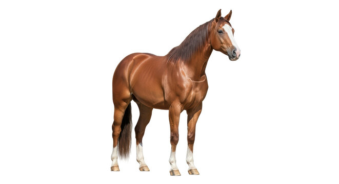 Isolated chestnut horse standing, facing right, with white markings on a solid surface