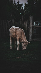 Natural Landscape with Forests and Lakes in Bolu, Turkey