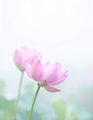 Fototapeta premium Pastel pink lotus flowers on pale white background, bokeh light. 