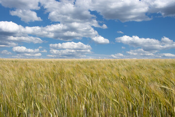 Pole zboża na tle błękitnego nieba.