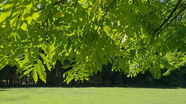 Gr&uuml;ne Bl&auml;tter eines Baumes bewegen sich im Sonnenlicht, Kaukasische Fl&uuml;gelnuss (Pterocarya pterocarpa)