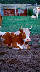 Natural Landscape with Forests and Lakes in Bolu, Turkey
