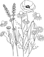 Minimalist Botanical Line Art of Wildflowers and Herbs – Elegant Floral Outline Illustration