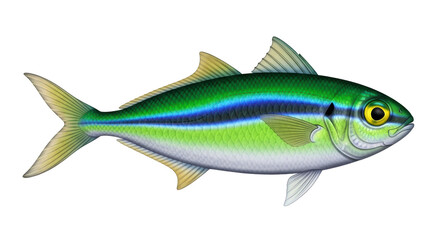Isolated Rainbow Runner fish, a colorful offshore species with excellent sportfishing qualities