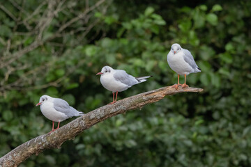 Gull trio