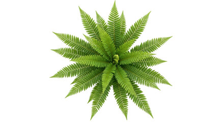 Isolated Evergreen Ferns, View From Above, a Green Plant with Natural Texture, Cutout
