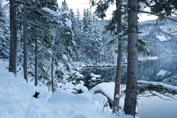 Forest lake and snow-covered winter trees .