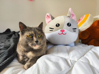 Gray domestic cat resting on a cozy bed beside a plush toy, showcasing a serene atmosphere with soft bedding and warm colors, perfect for pet lovers and home decor enthusiasts