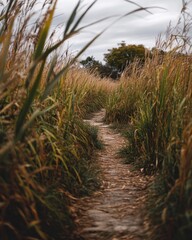 Serene Nature Pathway Through Tall Grass and Autumnal Landscape