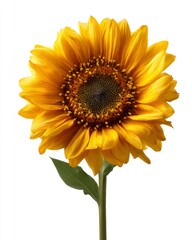 Vibrant Sunflower with Bold Yellow Petals and Dark Center Detail