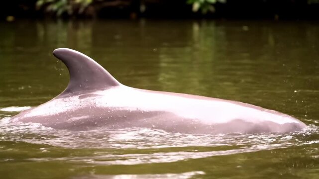 Pink River Dolphin Emerging from Amazon Waters - A pink river dolphin gracefully rises from the murky waters of the Amazon River Basin.