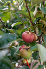 Fresh Ripe Apples on an Apple Tree, Ready for Harvest