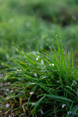 Fresh morning close-up of vibrant grass covered in dewdrops and elegant cherry blossom petals - a serene symbol of early spring renewal and natural beauty. 