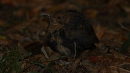 Common Blackbird (Turdus merula) on forest floor, Tilgate Lake, Crawley, UK