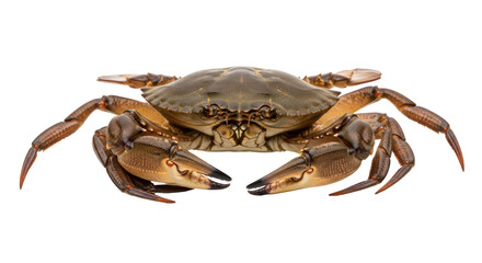 Isolated Common edible crab with claws open on solid, ready to cook for seafood dish