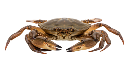 Isolated Common edible crab with claws open on solid, ready to cook for seafood dish
