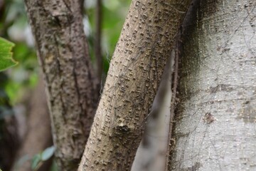 Elaeagnus macrophylla, called Boribap tree, is an evergreen small tree with broad leaves and vine like growth. It is valued as an ornamental and ecological resource in Korea.