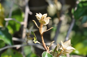 Elaeagnus macrophylla, called Boribap tree, is an evergreen small tree with broad leaves and vine like growth. It is valued as an ornamental and ecological resource in Korea.