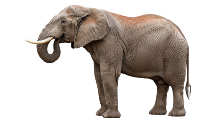 Isolated African bush elephant standing still, side view animal, mammal, wildlife nature