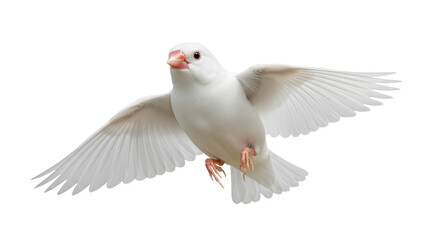 Obraz premium Isolated Java sparrow with wings spread, facing camera, perched in mid-air, graceful, wild
