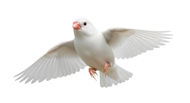Isolated Java sparrow with wings spread, facing camera, perched in mid-air, graceful, wild