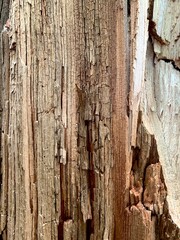 Close-up texture of decaying wood with natural cracks and layers. Detailed surface of old tree bark, perfect for backgrounds, design elements, and ecological themes.