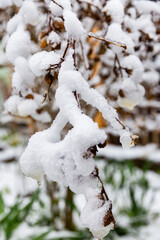 Snow-covered branch close-up. Macro photo of a branch with fresh snow in the forest. Winter season, Christmas background, cold weather concept.