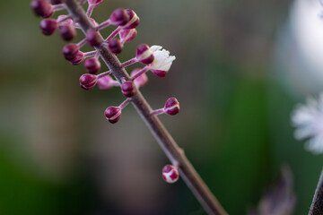 A Close-up of Cimicifuga racemosa Wand-like Flower Spike and Buds