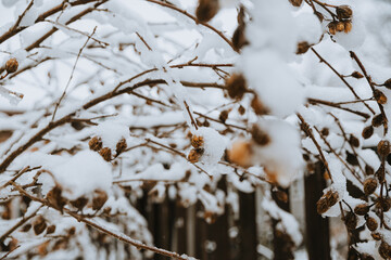 Winter nature background. now lying on thin branches, creating a natural frosty pattern. Minimalistic seasonal background for winter holidays and nature themes.