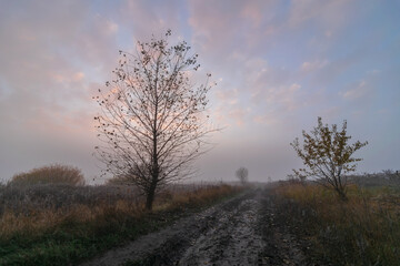 Obraz premium road in the fog
