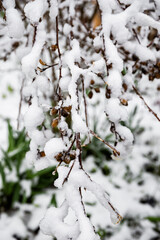 Winter branch covered with snow. Close-up of a tree branch covered with fluffy white snow in winter. Natural seasonal background for Christmas and New Year design.