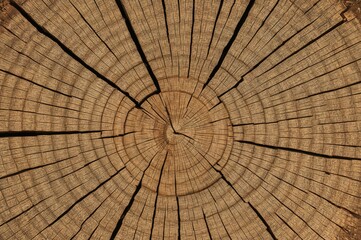 Fototapeta premium Textures and patterns of aged tree stumps and slices, natural wood background