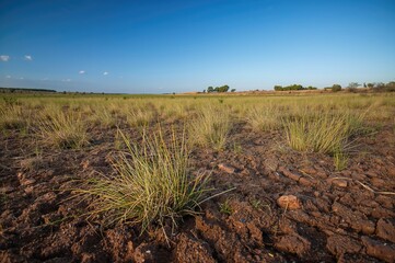A sparse grassy area with exposed reddish earth, featuring both dry and lush green grass patches, perfect for illustrating nature, drought, or environmental transformation concepts.