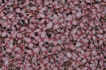 Collection of red basil herb leaves on a rustic surface
