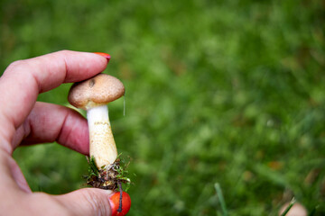 Freshly picked honey mushrooms held in hand. Close-up of edible wild fungi with brown caps and...